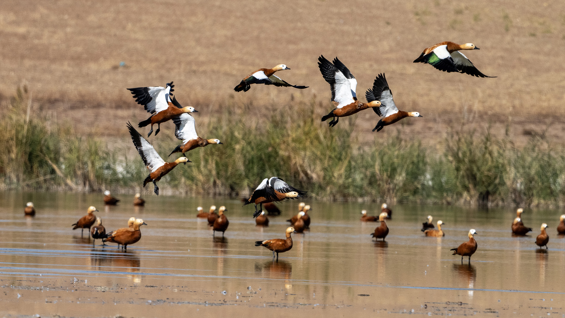 Ruddy Shelduck